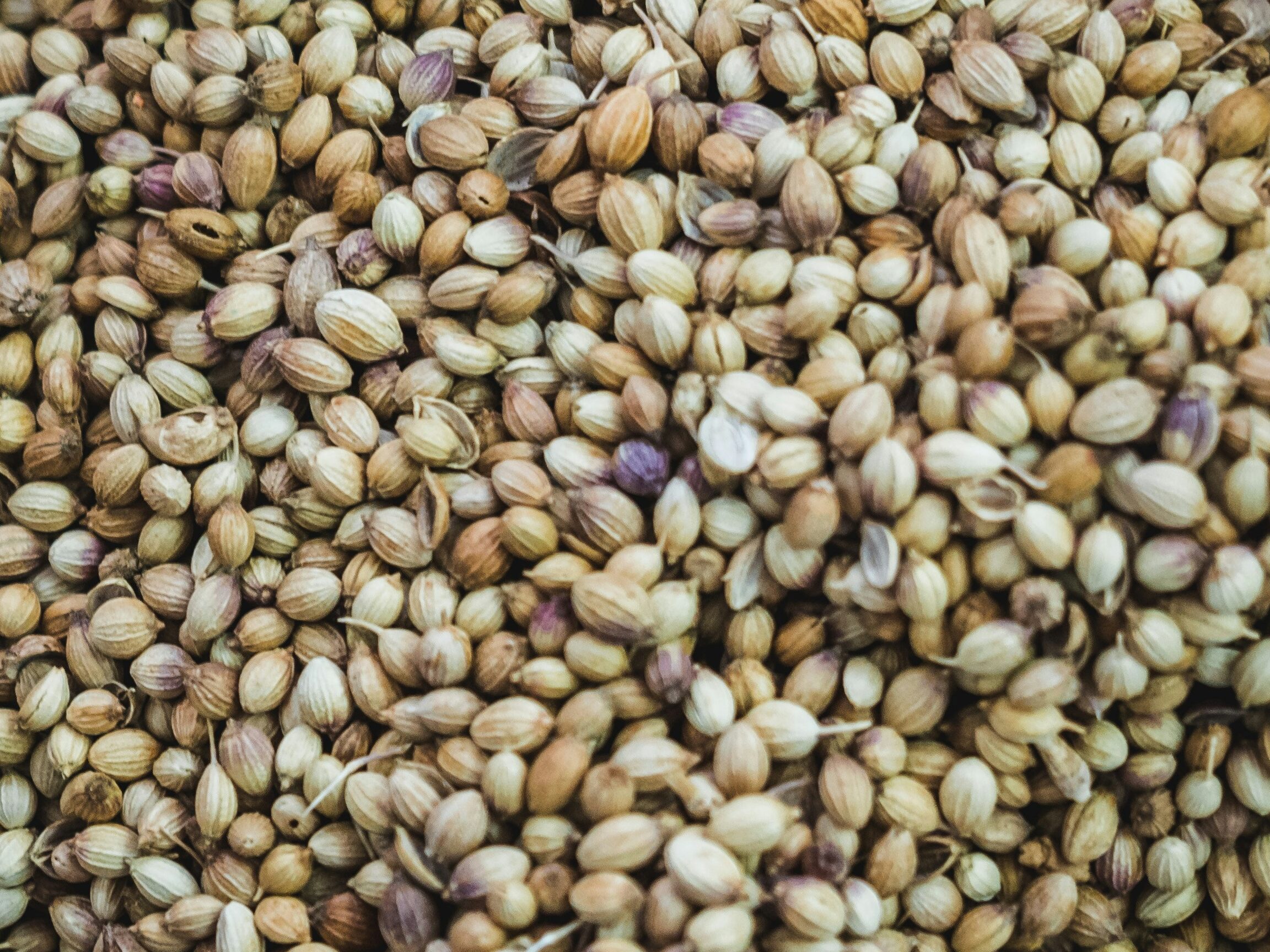 Moringa Seeds | Photo by Goh Rhy Yan